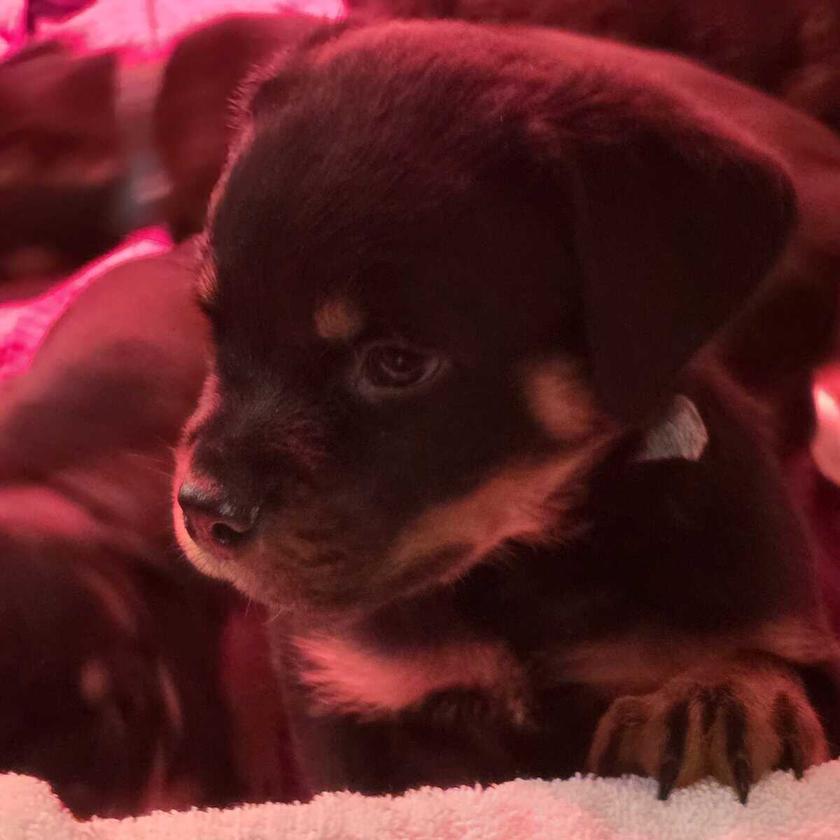 Playful loveable Rottweiler puppies image 5