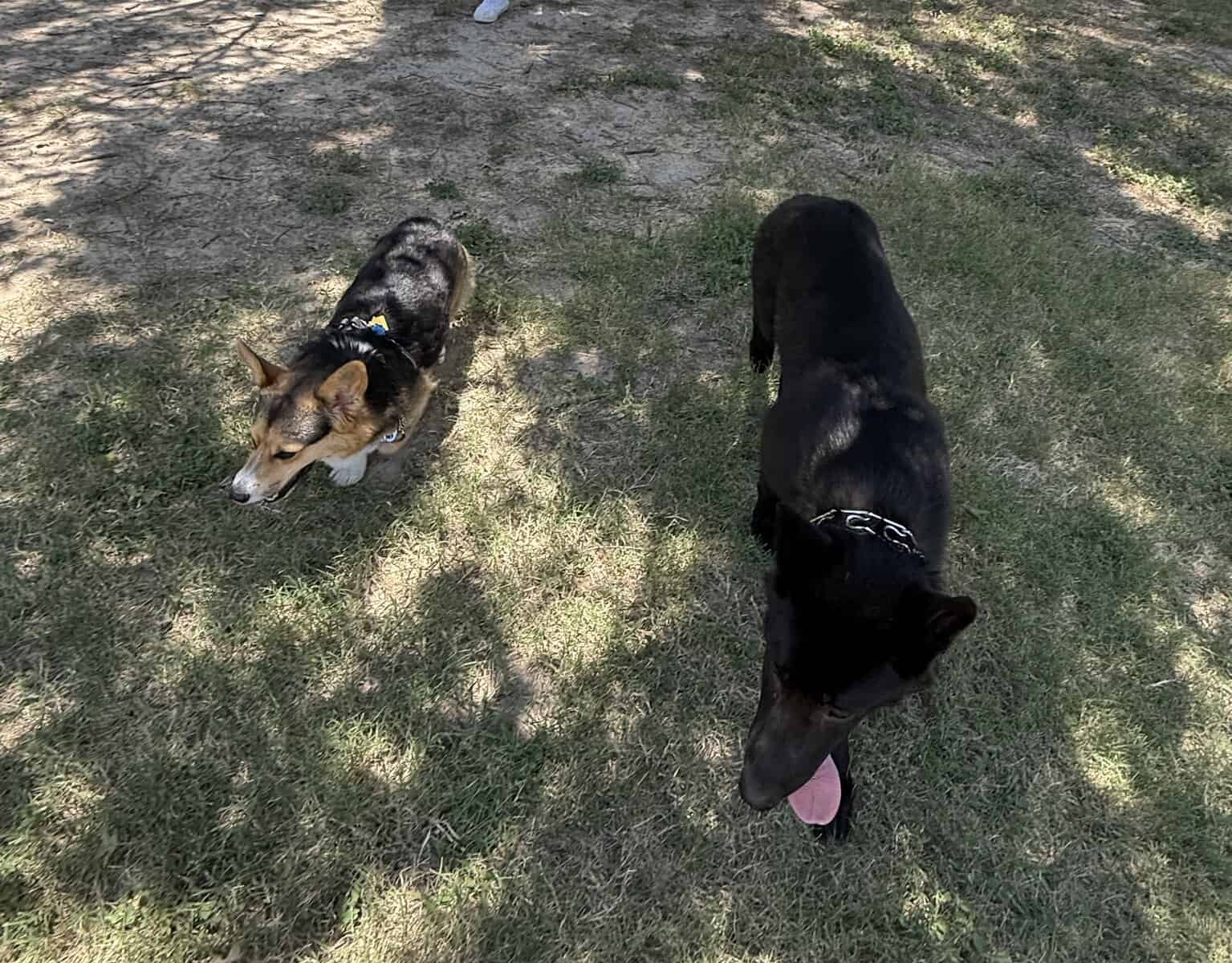 1 year old female German Shepherd image 4