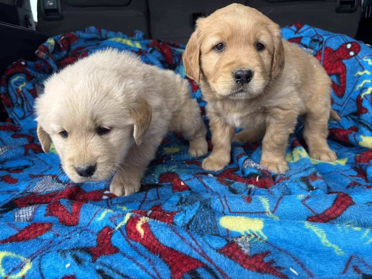 AKC Golden Retriever puppies image 1