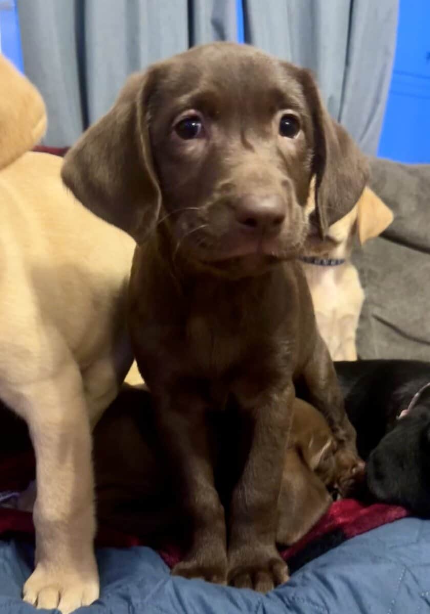 Labrador Retriever Puppies image 5