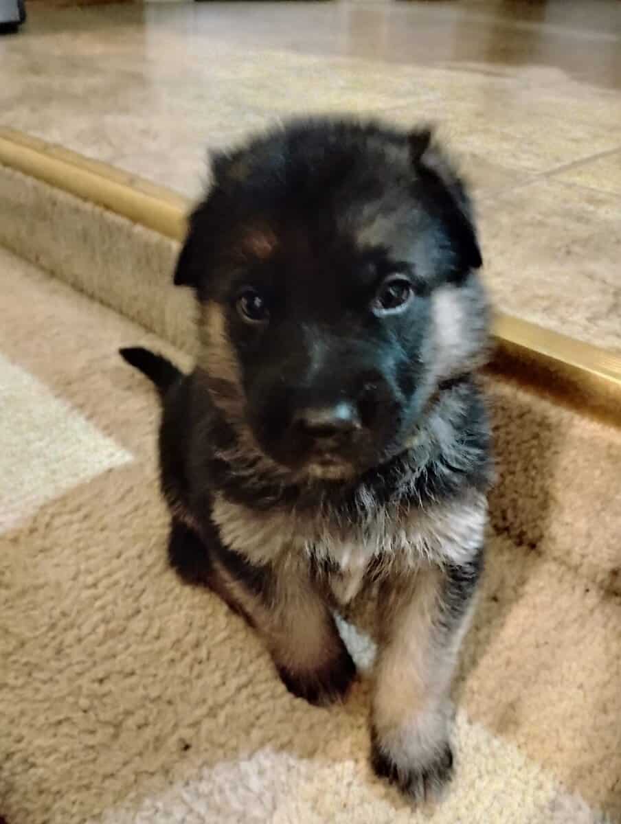 AKC German Shepherd puppies image 5