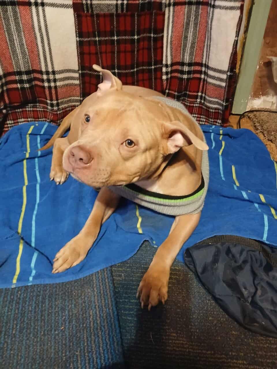 1 year old red nose pitbull male image 3
