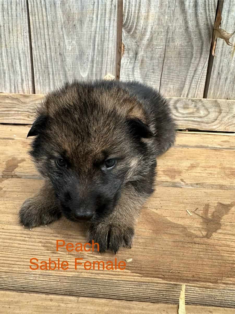 Still available - Purebred German Shepherd Puppies image 5