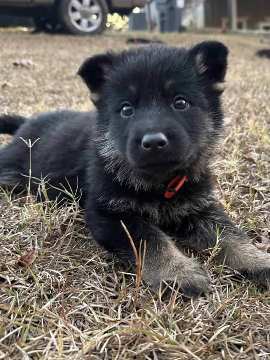 Still available - Purebred German Shepherd Puppies image 1
