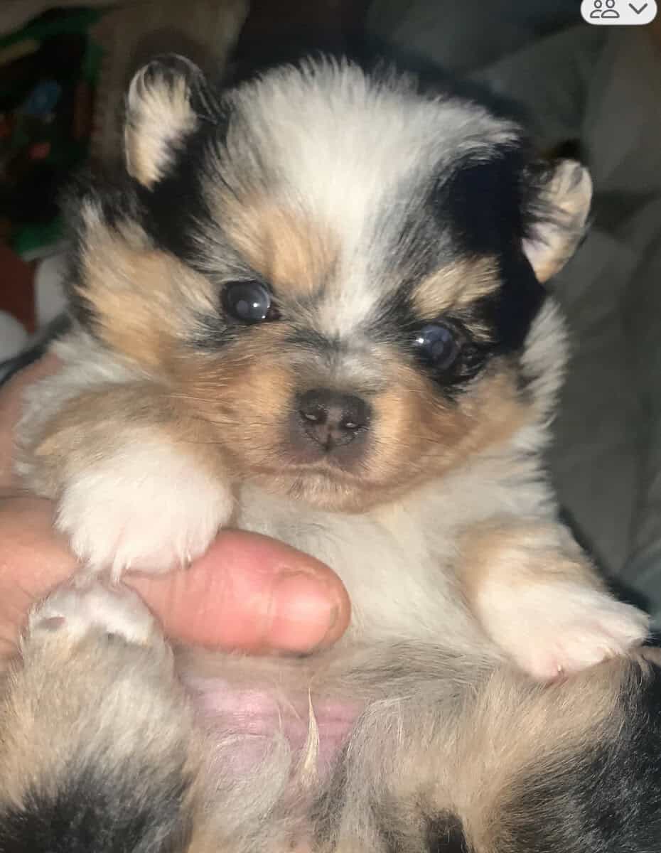 Oh Em Gee! These Poms wont be here long! image 1