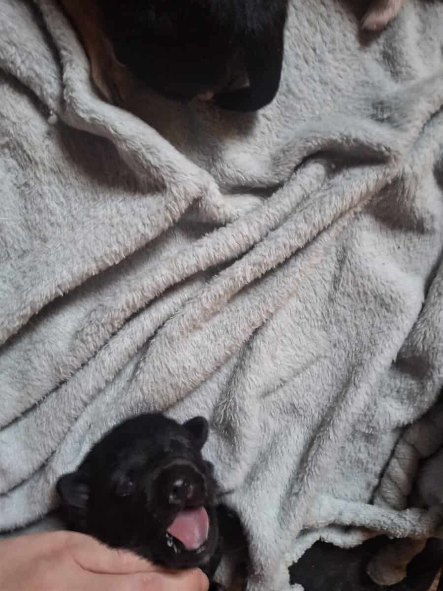 Jack Chi pups image 2