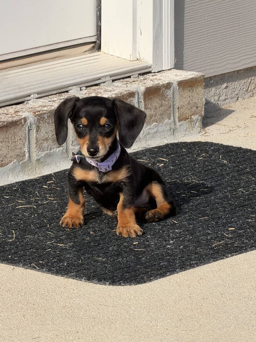 Mini Dachshund image 3