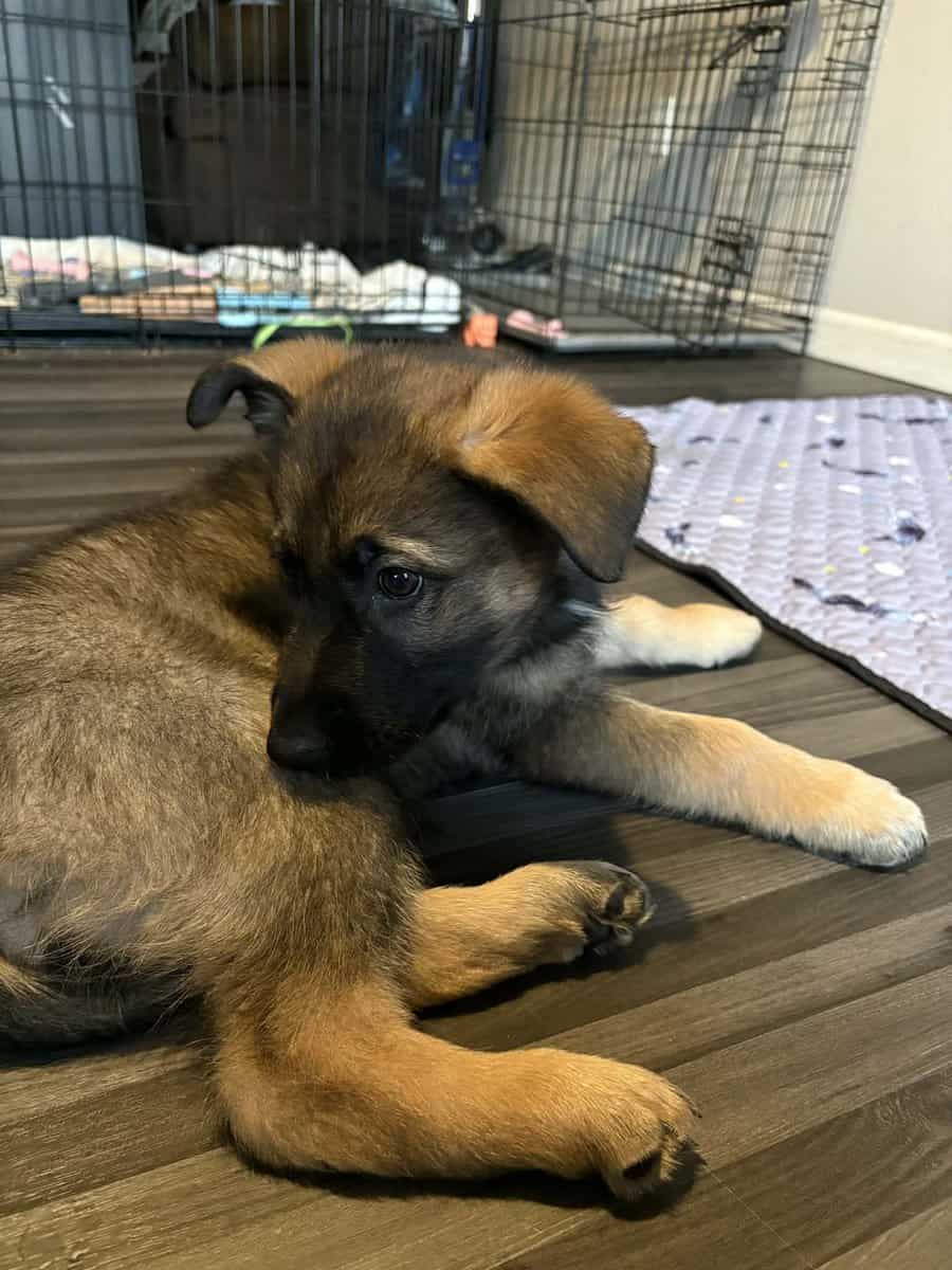 German Shepherd image 1