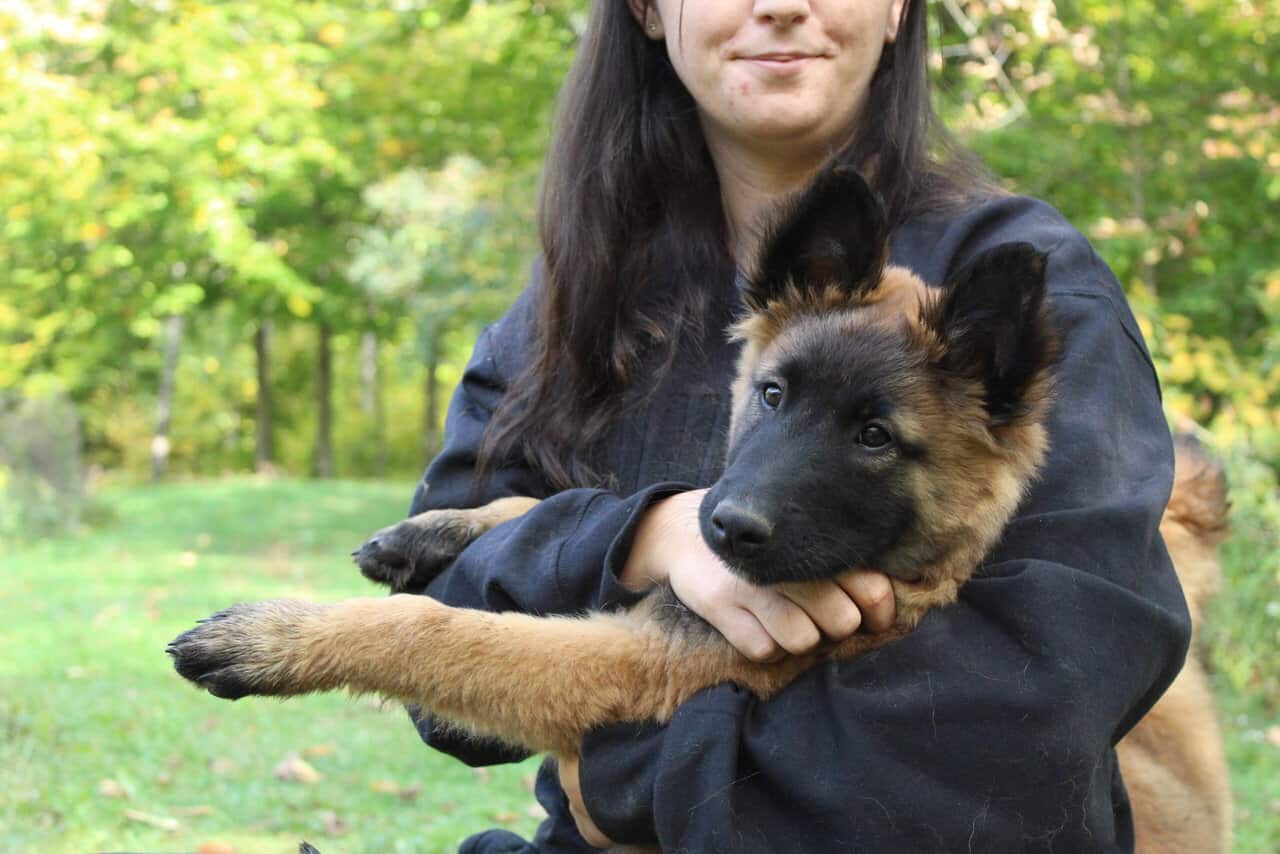 "Alligator" Male Belgian Tervuren Puppy image 5