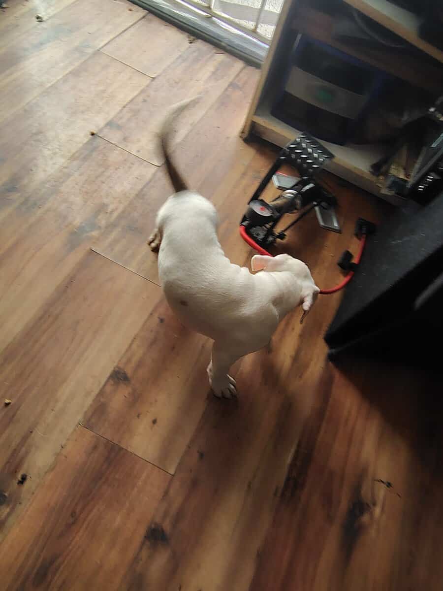 REHOMING PITBULL PUPPIES ASAP image 14