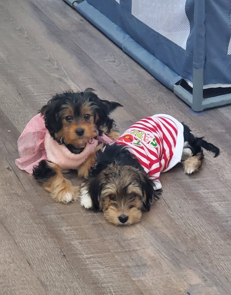 Morkie puppy image 3