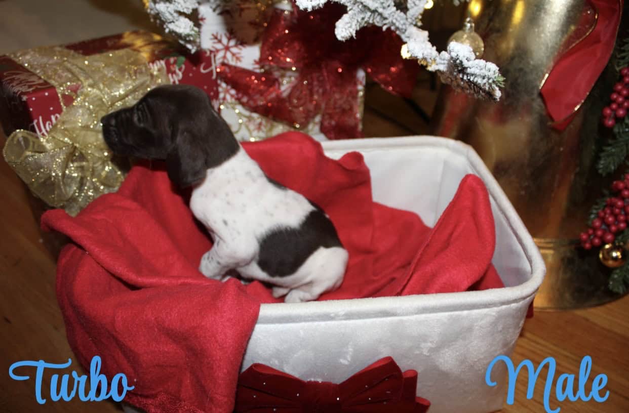 GERMAN SHORTHAIR POINTERS FOR SALE LITTER OF 10 image 9