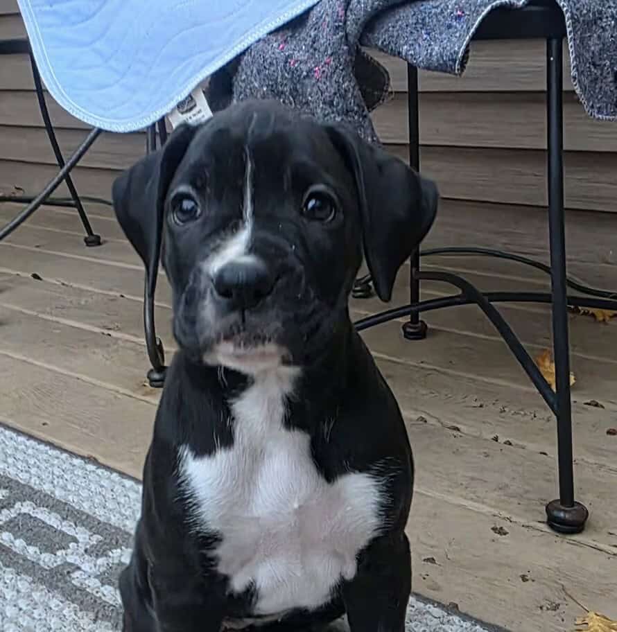Boxer Puppies image 1