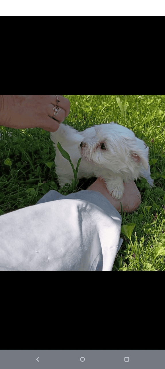 Maltese Holiday Puppies Available image 3