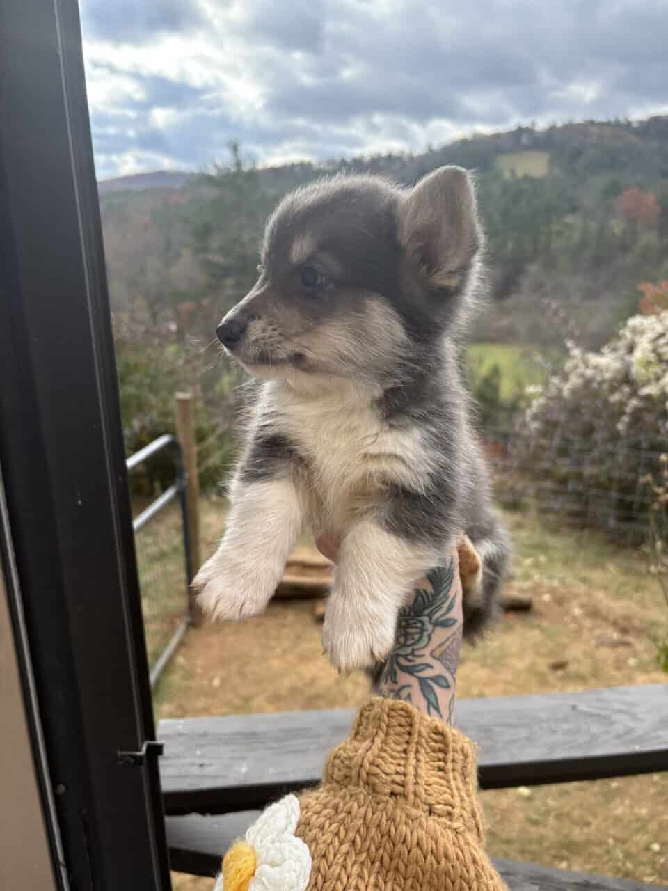 Male Pembroke Welsh Corgis image 3