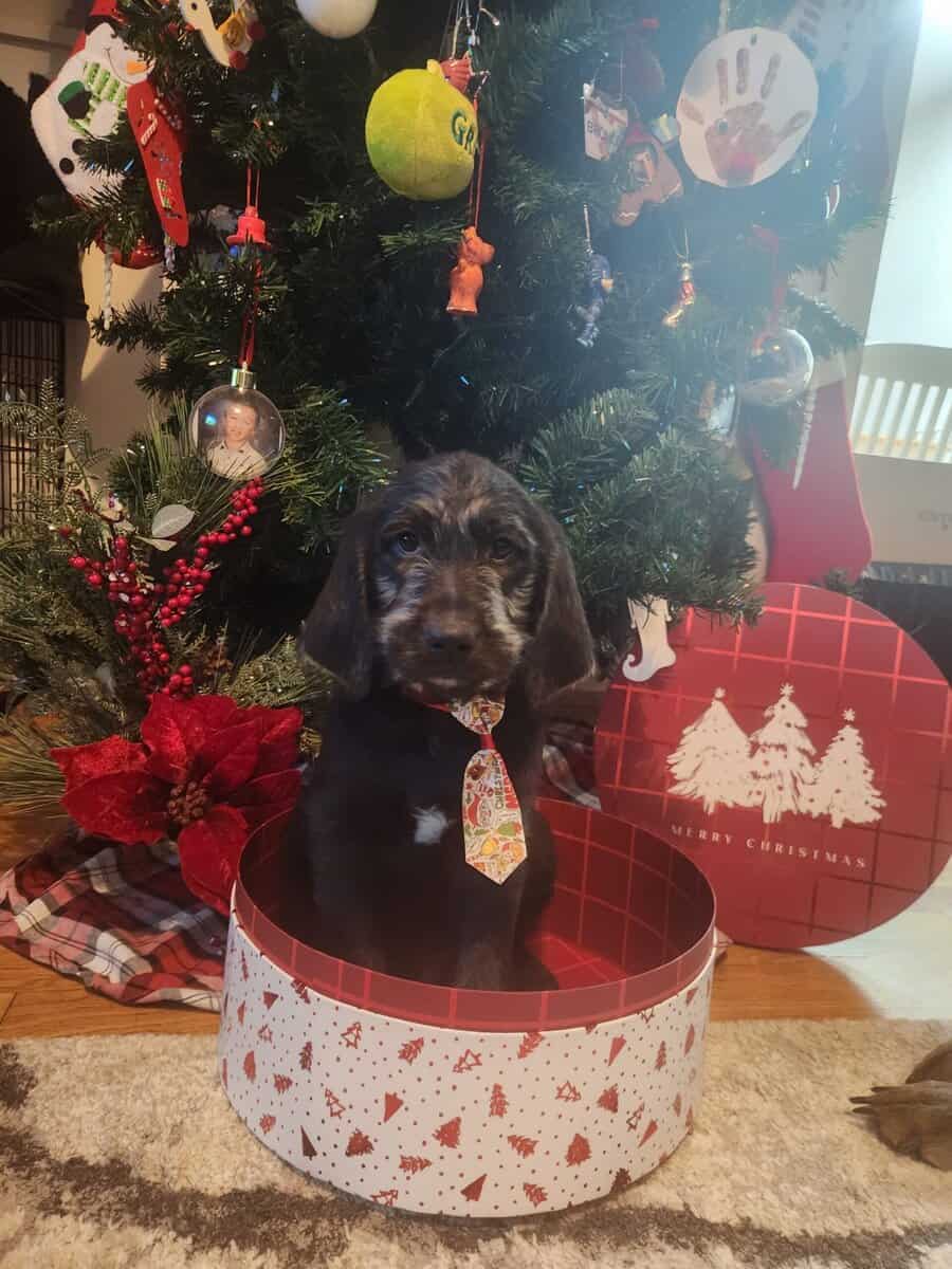 Labradoodle puppies image 5