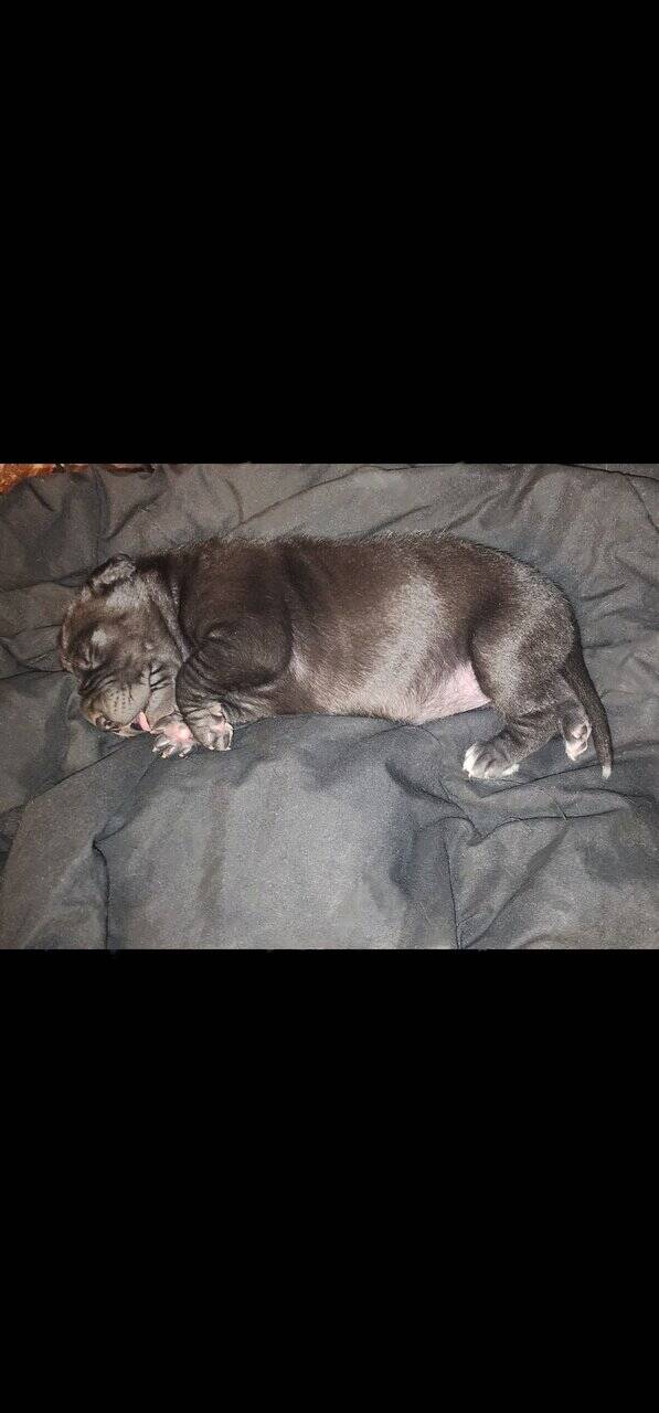 Great Dane Puppies image 4