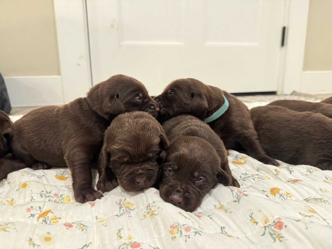 AKC Chocolate Labs image 1