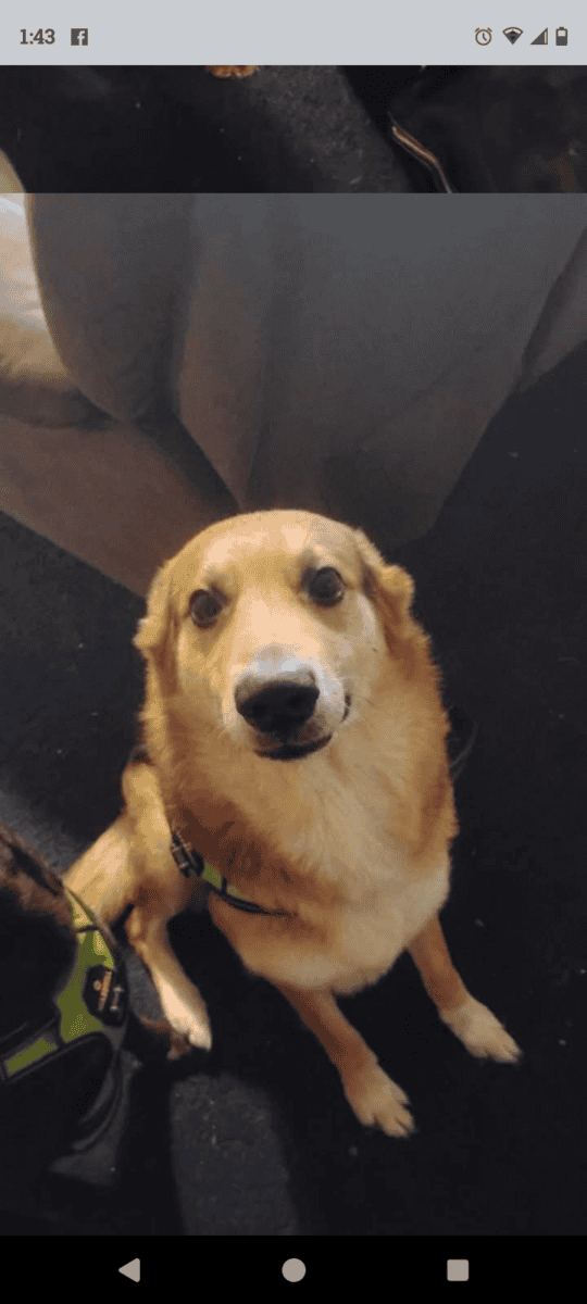 My bonded boys need a home! image 1