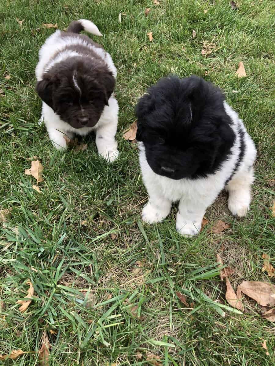 Puppies for sale image 3