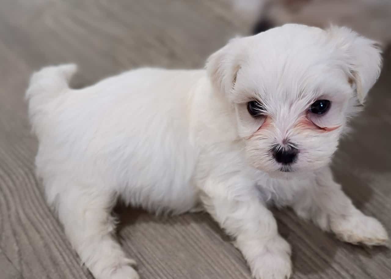 Maltese Holiday Puppies Available image 9