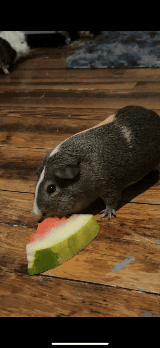 Guinea pig rehoming image 6