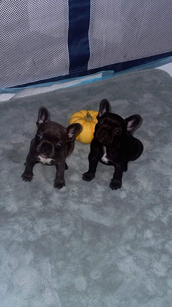 AKC Frenchie pups image 1