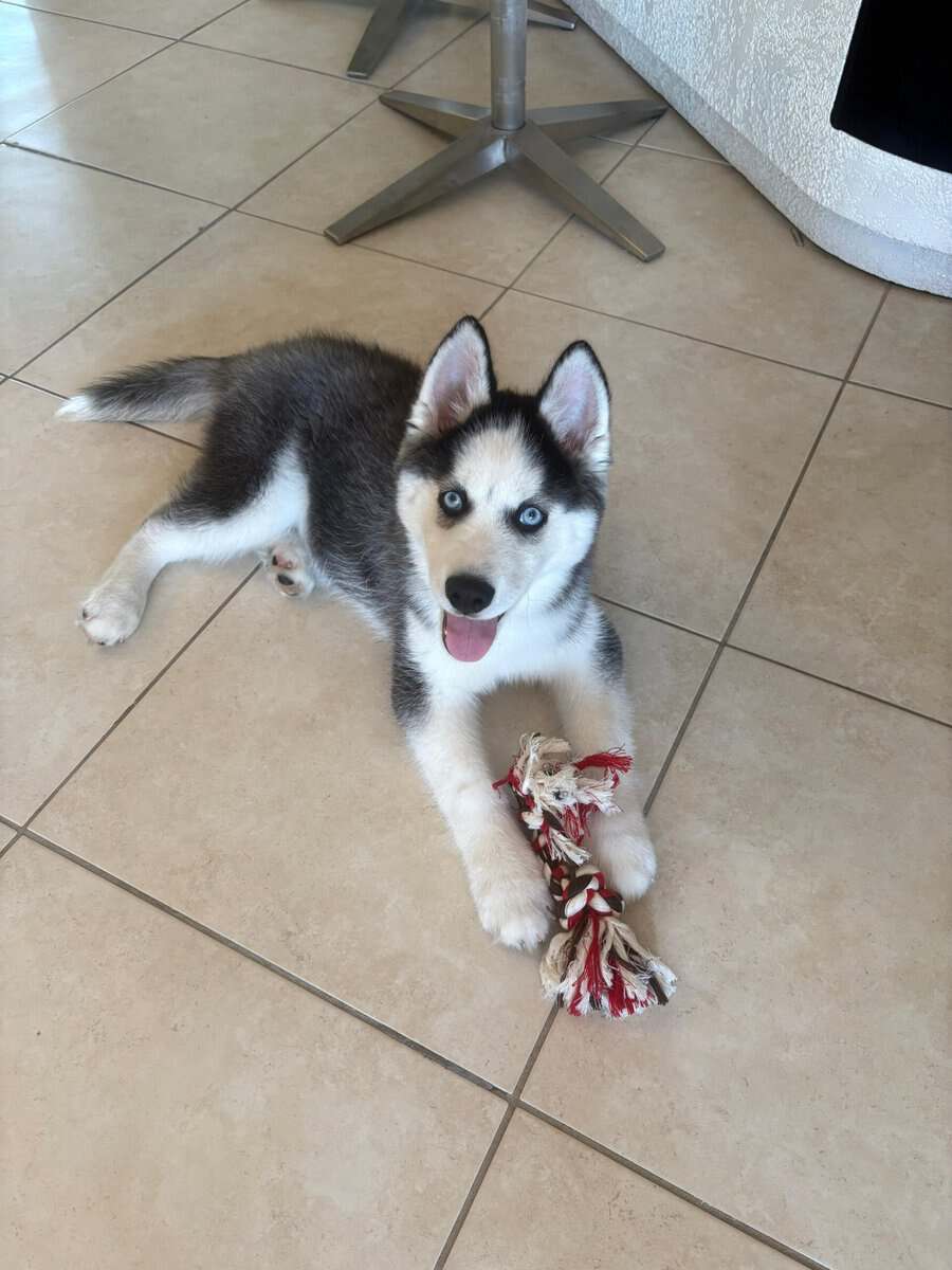 Purebred Siberian Husky – Male, 3 Months Old – Blu image 3
