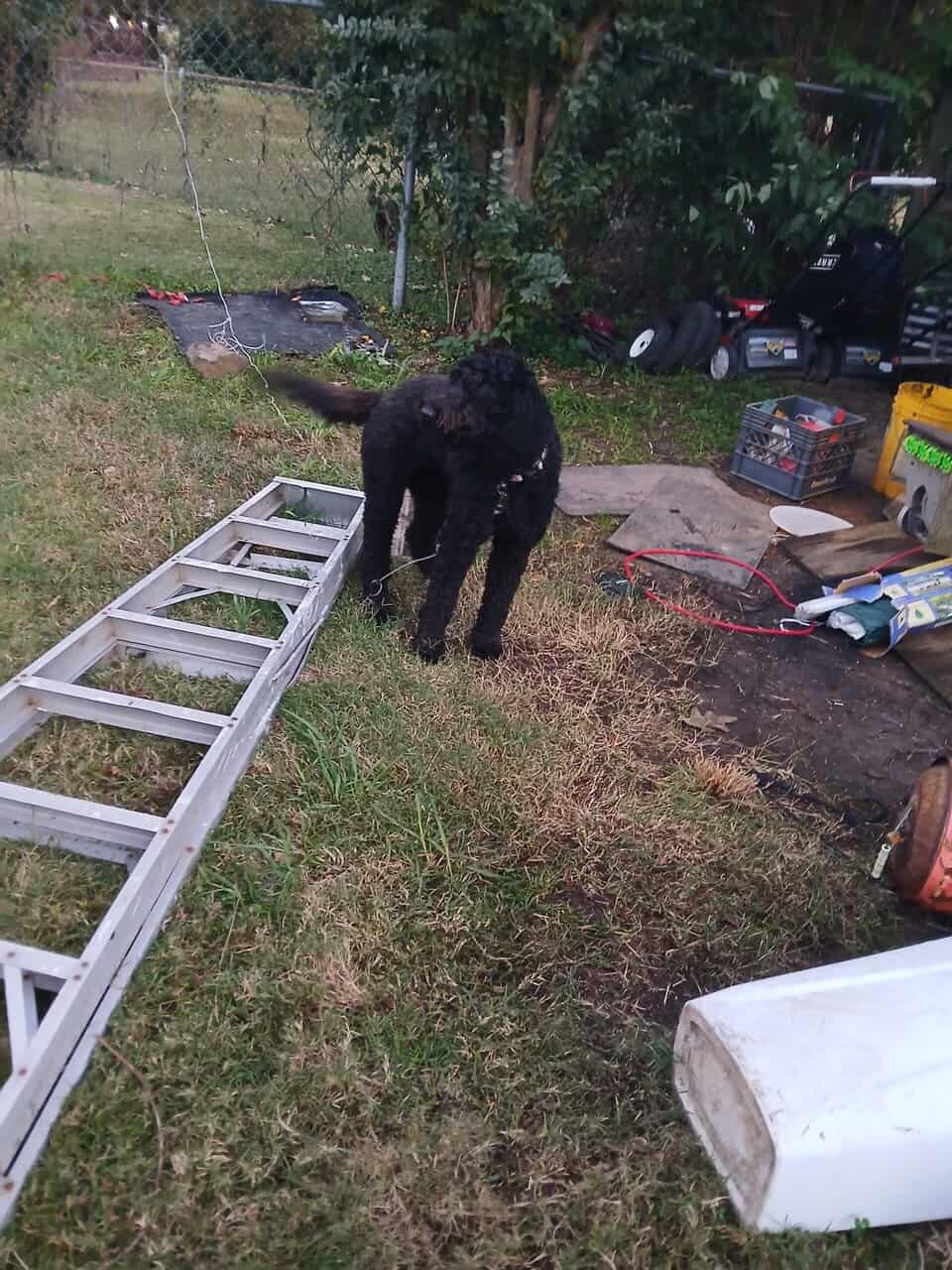 4yr old female labradoodle image 2
