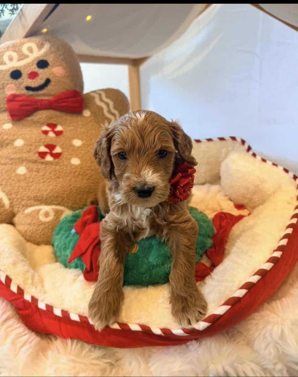 mini golden doodle puppies for sale image 5
