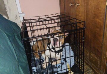 Paco, (Pocket Bully)