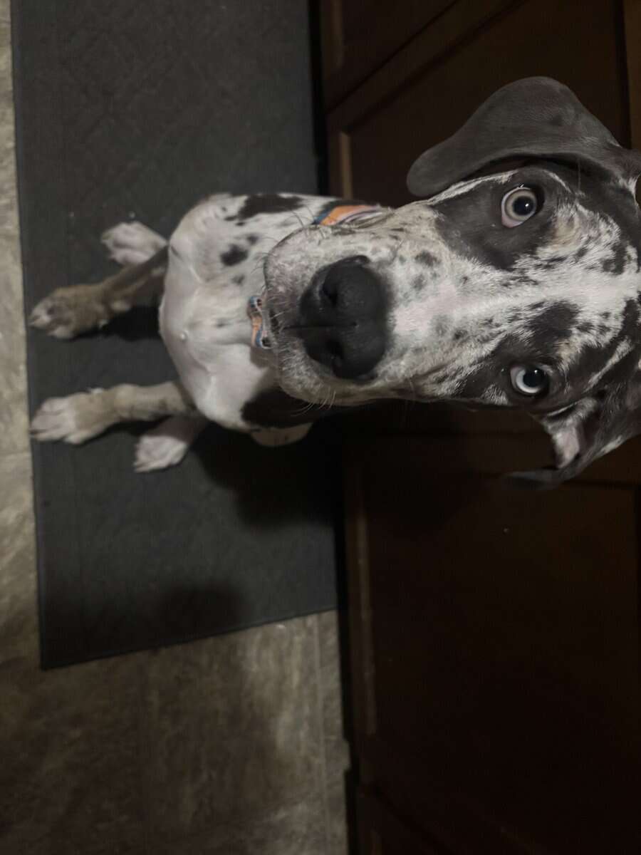Luna, Great Dane for sale image 1