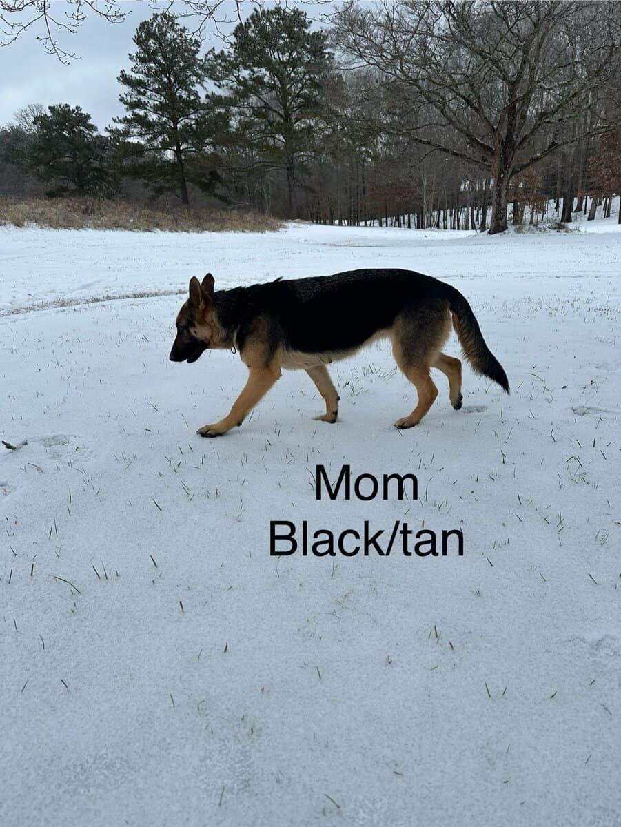 Still available - Purebred German Shepherd Puppies image 11