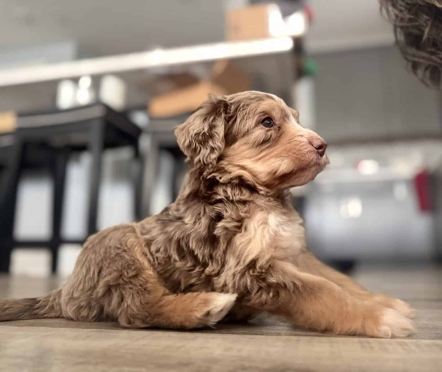 Bernedoodle puppy male image 1