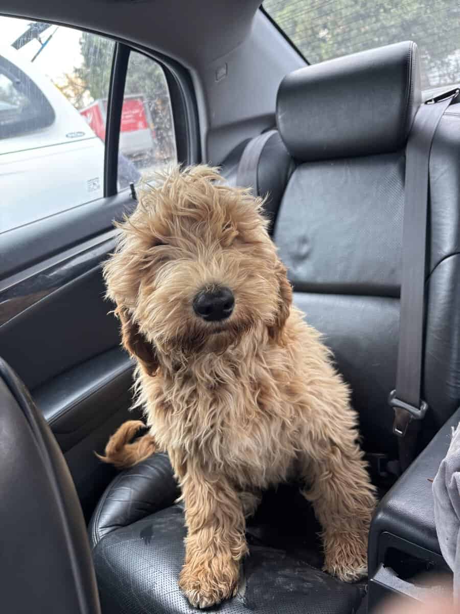 Goldendoodle 4 mo puppy image 1