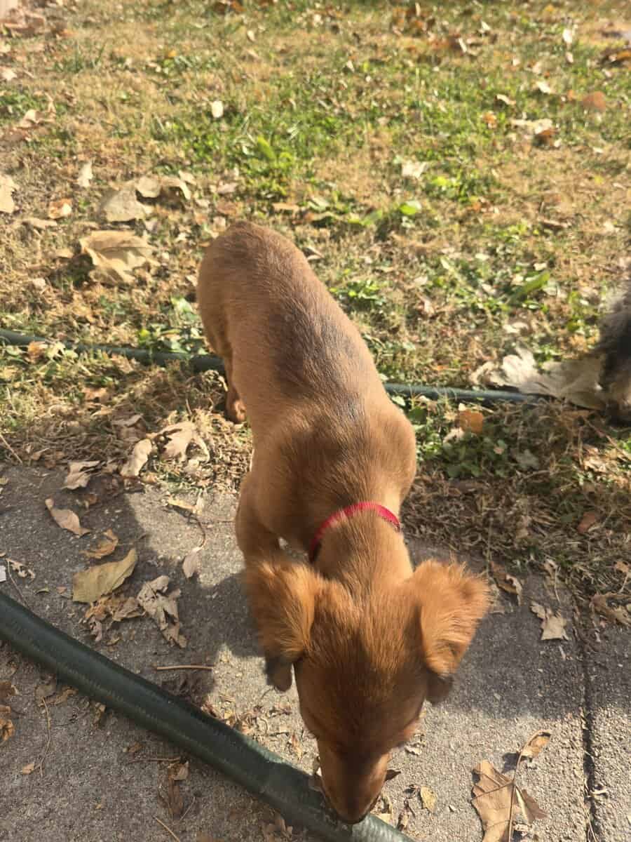 Mini weiner dog for sale image 3