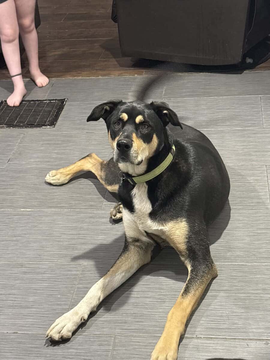 Looking for a new home - mixed breed husky / shep image 5