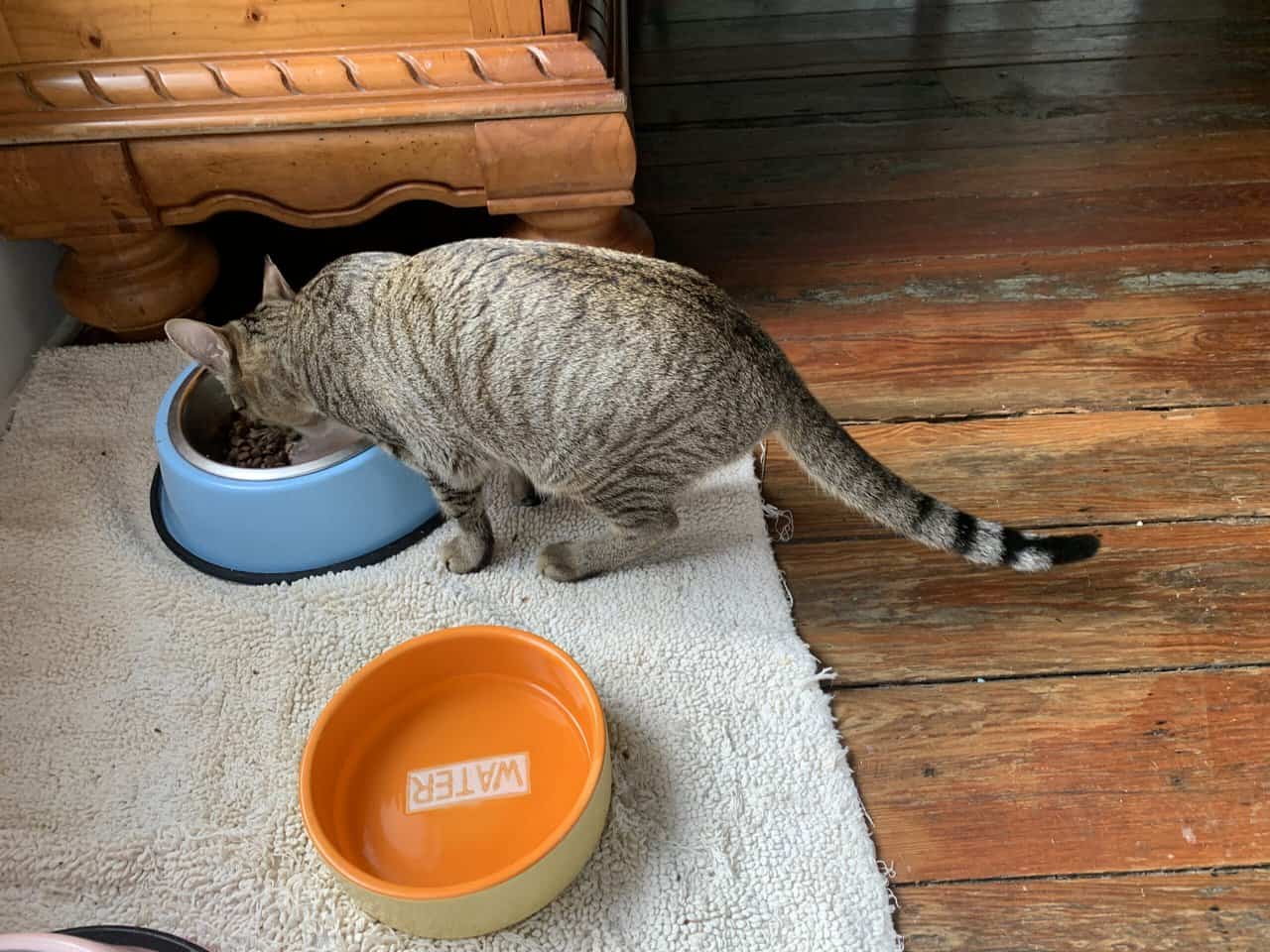 Rehome Willow image 2