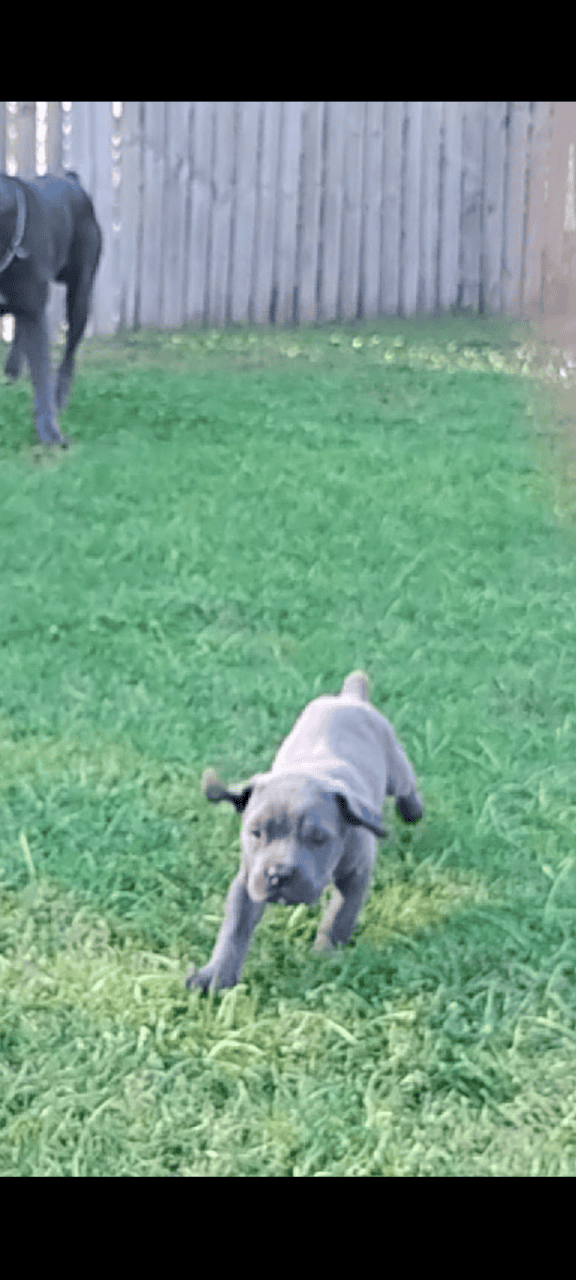 🐾 Cane Corso Puppies — Blue & Grey 💙 image 9