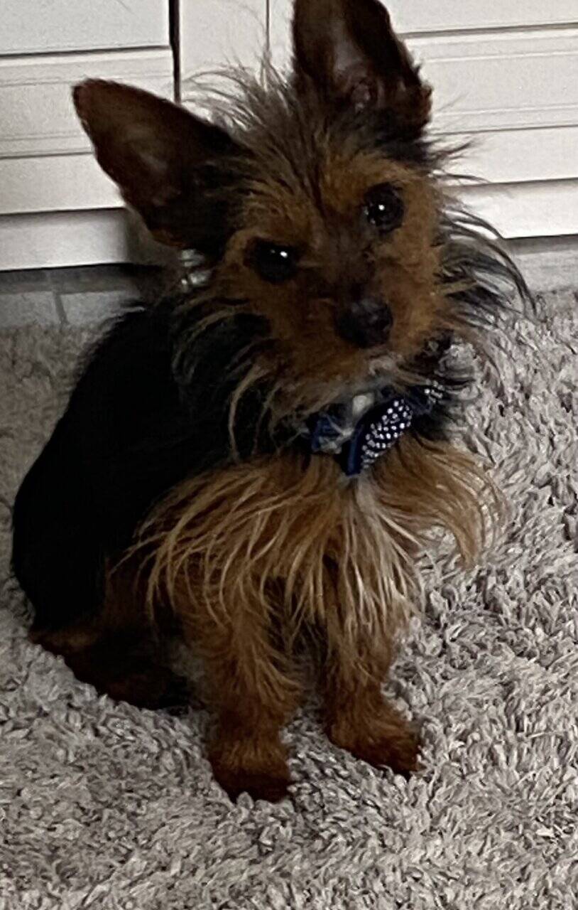 Registered Yorkie image 5