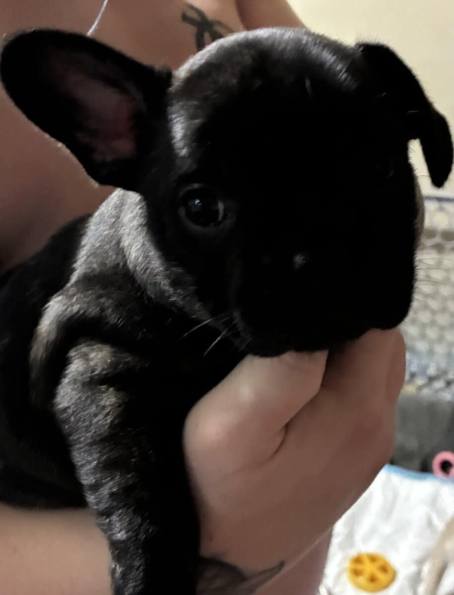 3 frenchie girls looking for their forever home! image 7