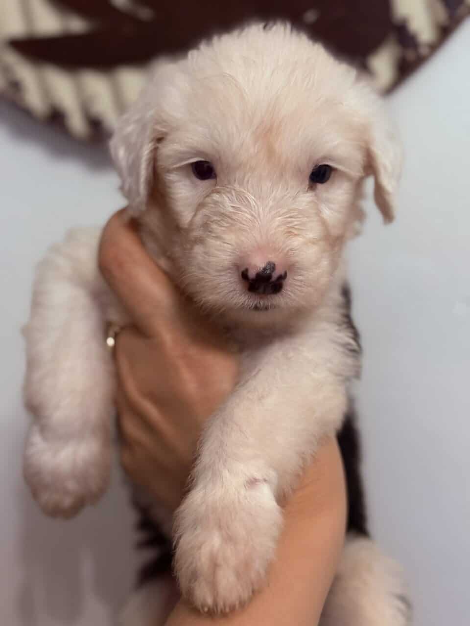 Old English sheepdog pups image 2