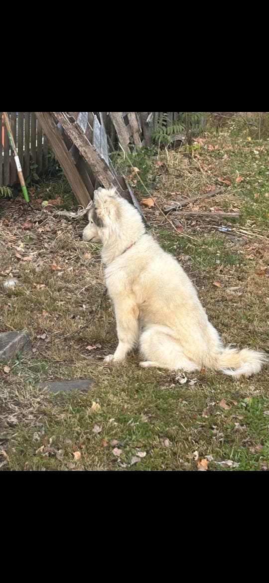 Husky Dog 35Lbs 8 years old. image 2