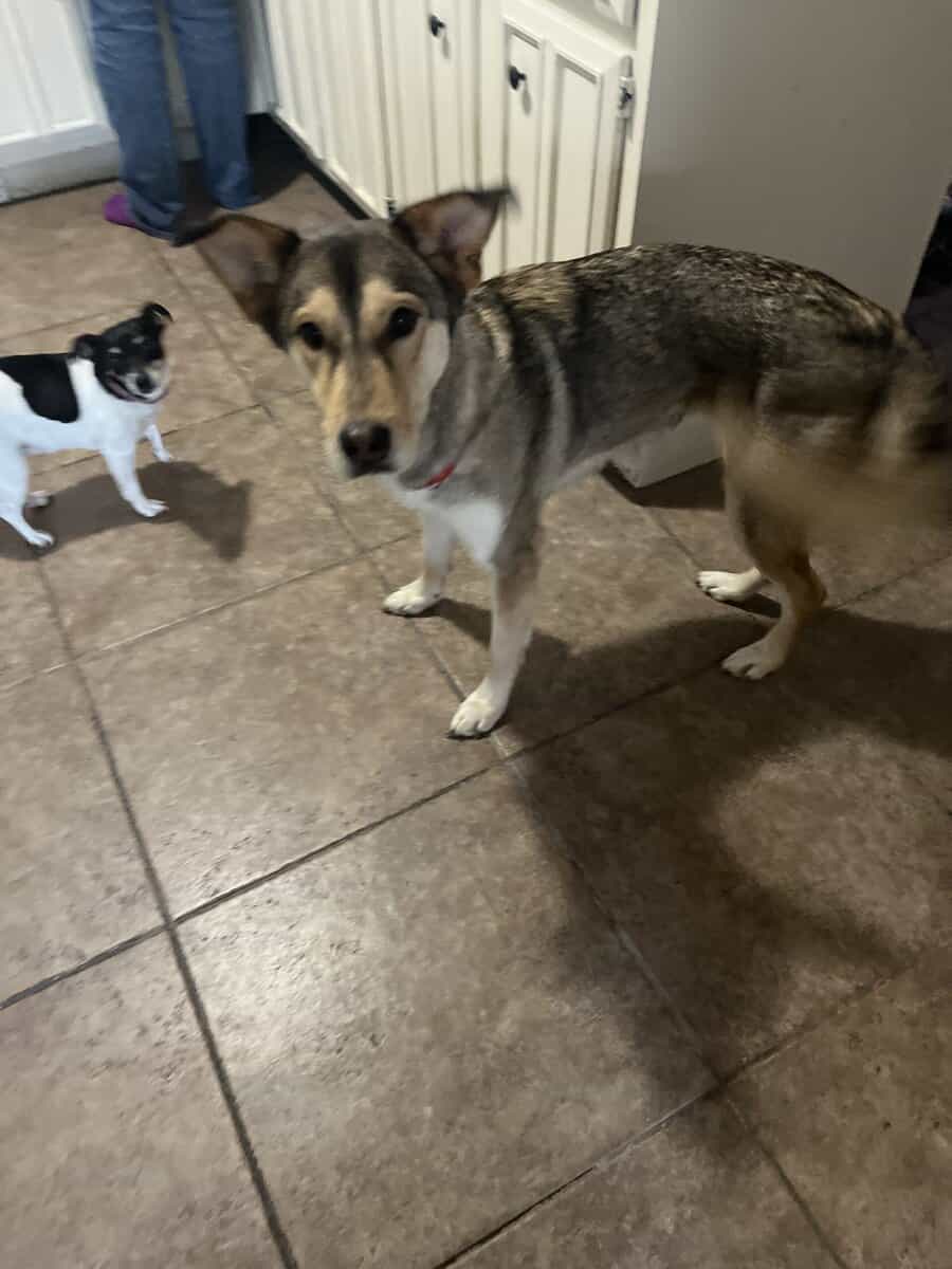Huskey / German shepherd mix image 6