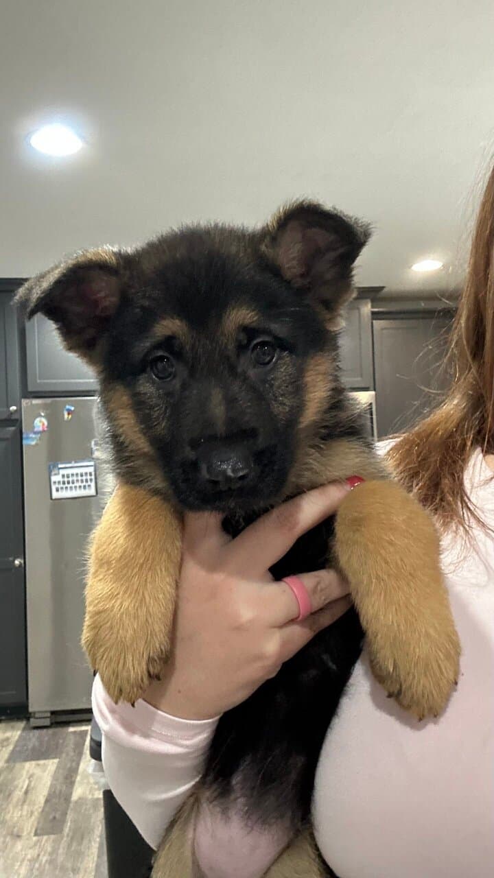 Female German Shepherds image 1