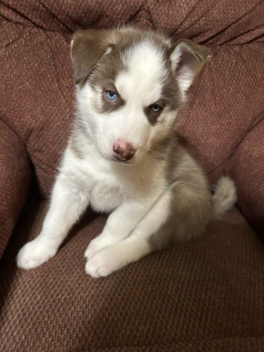 Red Siberian huskies puppies image 2