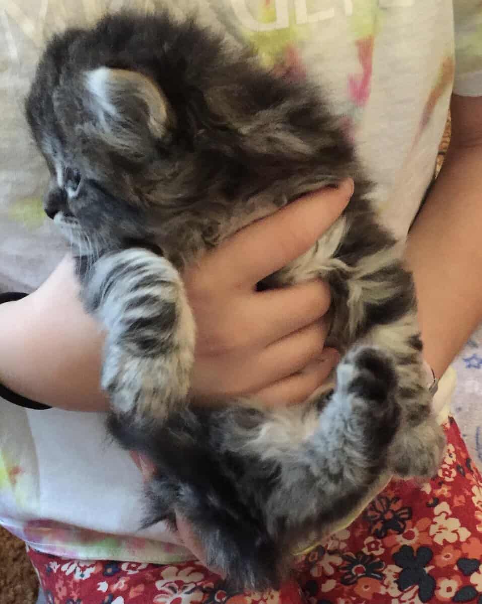 Marble Lynx Ragdoll Kitten image 5