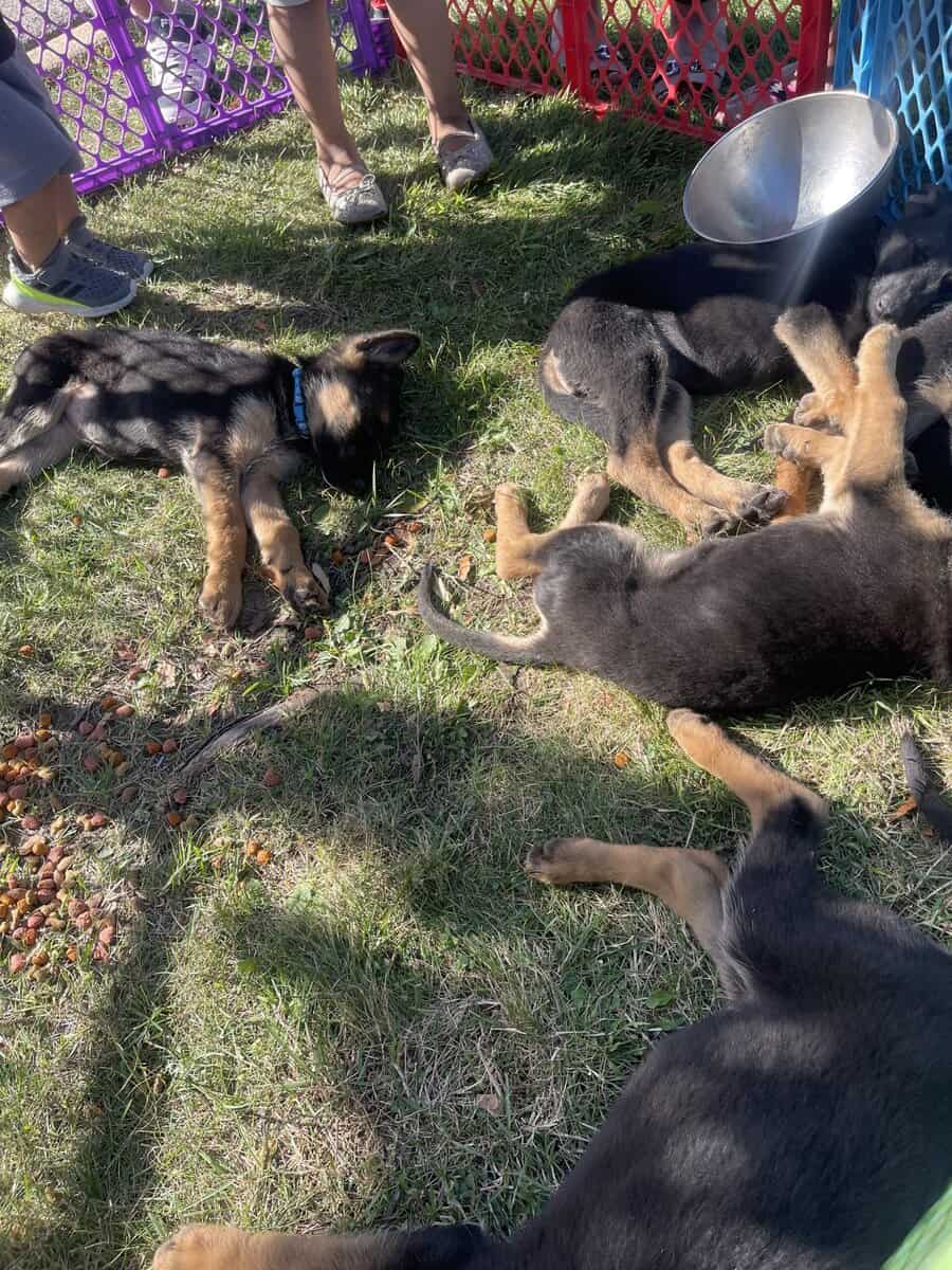 German Shepard puppies need homes asap image 2