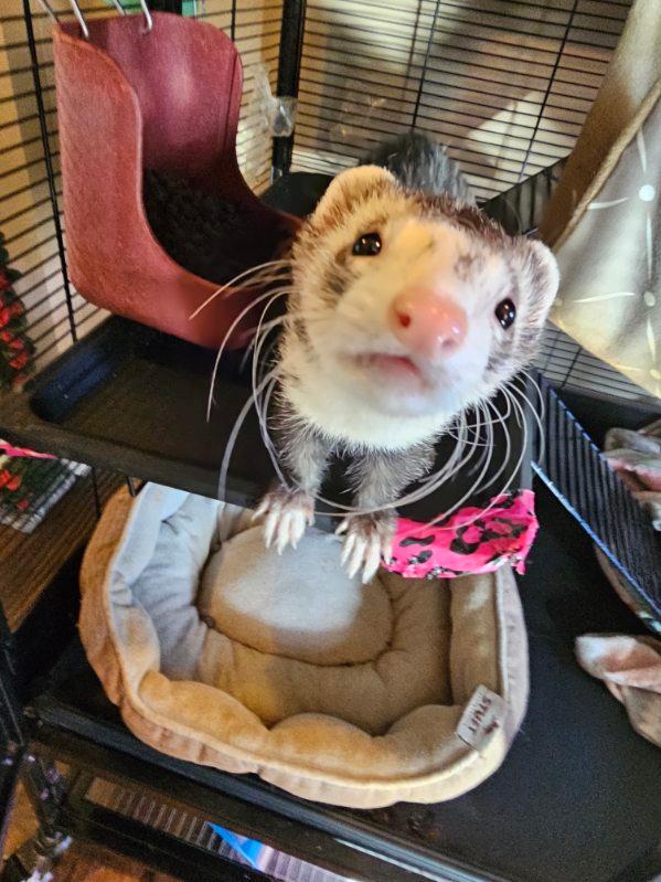 2 sweet male sibling ferrets for rehoming image 11