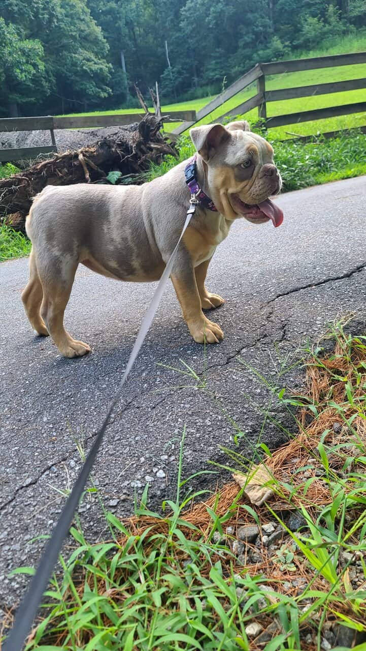11 Month AKC Lilac Merle English Bulldog image 3